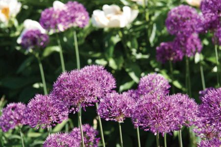 Fluffy alliums are often used as border plants
